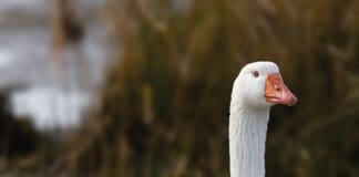 Goose