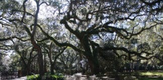 Live Oaks 2 15 2014 2 19 46 Pm