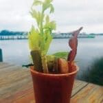 Off The Hook Bloody Mary Iso Pic