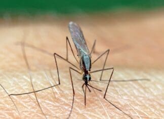 Mosquito 5549463 1280