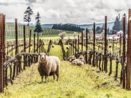Sheep At King Estate