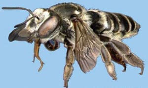 Bee01 Megachile Sp D Almquist D Serrano Uf