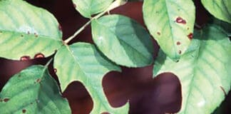 Bee03 Typical Leaf Damage Lyle Buss Uf