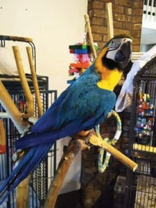 Birds Biggysmalls