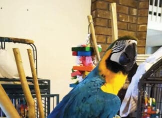 Birds Biggysmalls