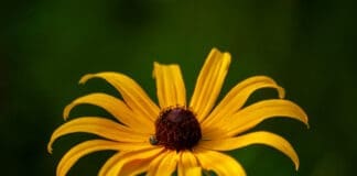 Summer Flower