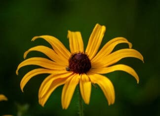 Summer Flower