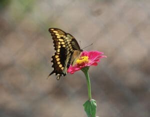 Eastern Swallowtail On Zinnia J Mcconnell Ufifas (3)