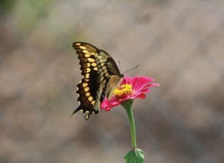 Eastern Swallowtail On Zinnia J Mcconnell Ufifas (3)