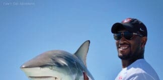 Shark At Ya