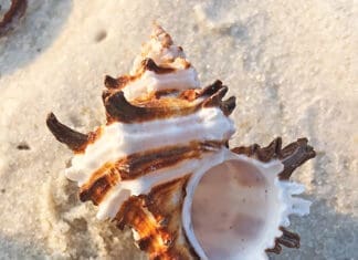 Shells Murex Indiva