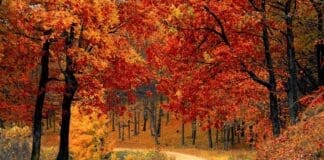 Fall Road