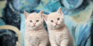 Cat Image