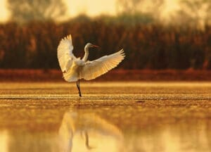 Egret Landing