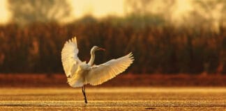 Egret Landing