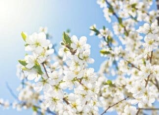 Spring Tree