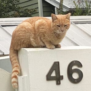 30a Cats Img 2514