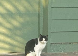 30a Cats Img 2541