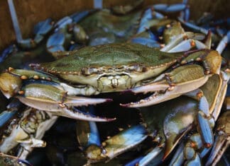 Crabby