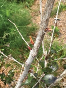 Growing Camellia Leaf Buds Jm Ufifas