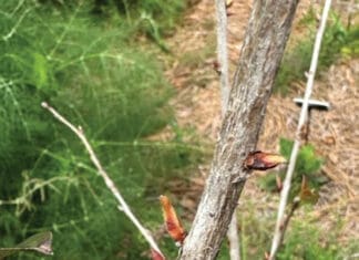 Growing Camellia Leaf Buds Jm Ufifas