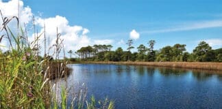 Camp Helen State Park Florida