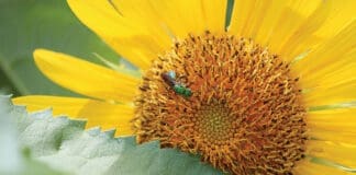 Growing Sunflower With Gold Green Sweat Bee Augochlora Pura 082122 Jm