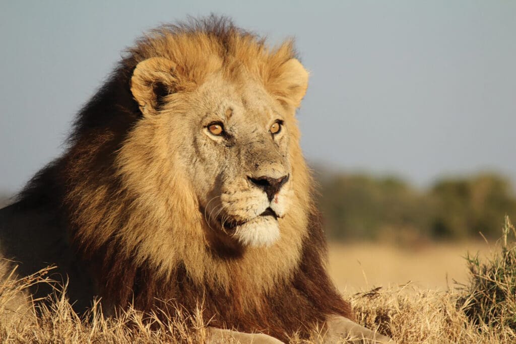 Nature Connection Lion