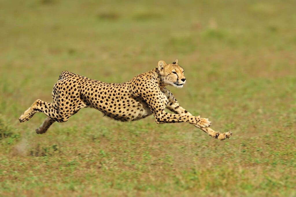 Nature Connections Cheetah