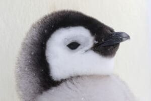 Nature Connections Penguin