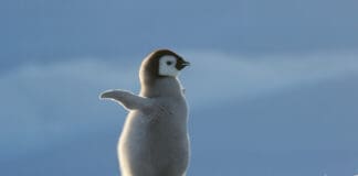 Nature Connections Penguin Baby