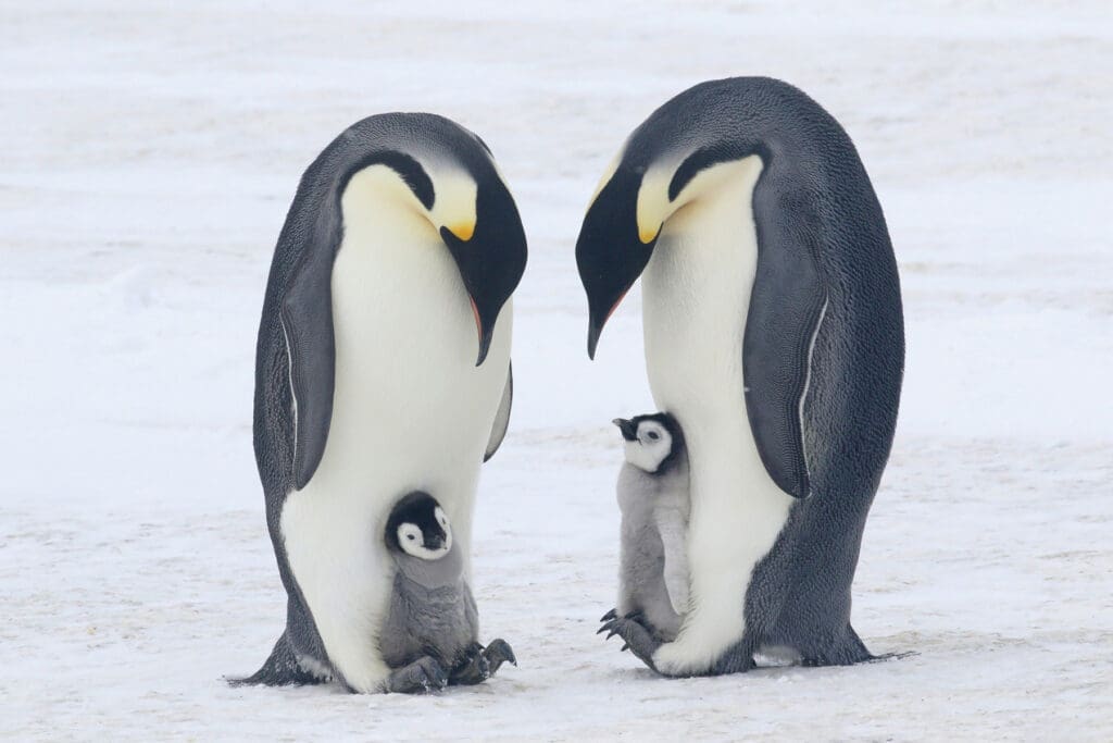 Nature Connections Penguins