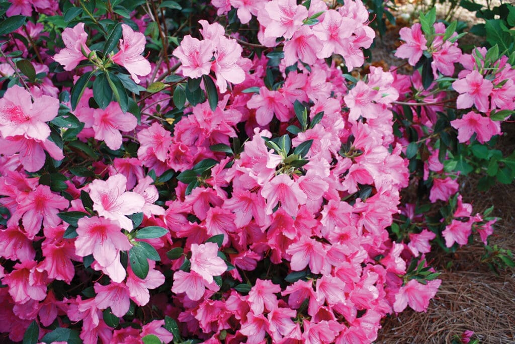 Azalea Formosa Azalea J Mcconnell Ufifas