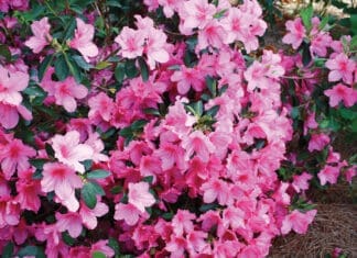Azalea Formosa Azalea J Mcconnell Ufifas