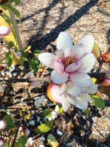 Fairy Blush Magnolia Bloom Jm Photo Mar 03 2024 10 59 36 Am