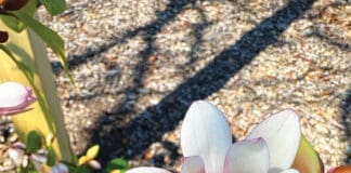Fairy Blush Magnolia Bloom Jm Photo Mar 03 2024 10 59 36 Am