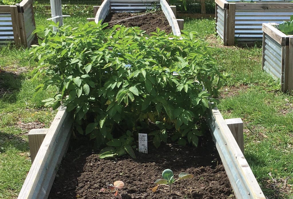 Potatoes Plants In A Raised Bed Jm