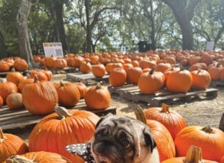 Camp Helen State Park Pumpkin Patch With Pup