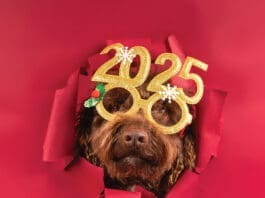 Close Up Of A Cute Poodle With Festive 2025 Glasses