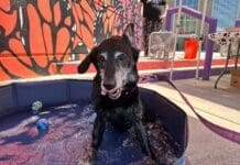 Dog Days Of Summer 2