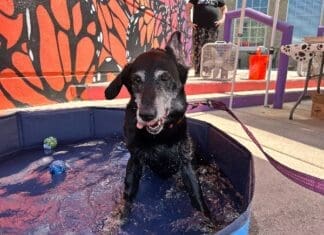 Dog Days Of Summer 2