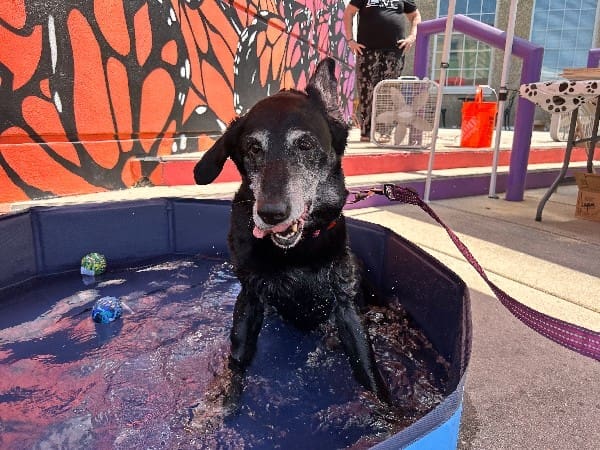 Dog Days Of Summer 2
