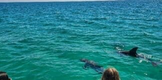Dolphin Tour Pcb Florida