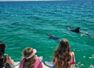Dolphin Tour Pcb Florida