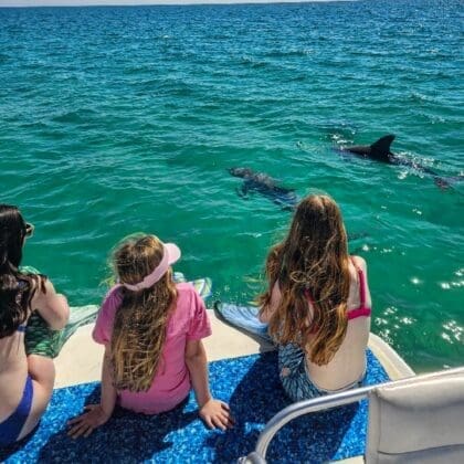 Dolphin Tour Pcb Florida