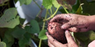 Harvesting Sweet Potatoes From A School Garden. Photo Taken 10 19 16.