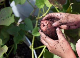Harvesting Sweet Potatoes From A School Garden. Photo Taken 10 19 16.