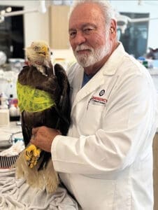 Panhandle Wildlife Chief Medical Officer Phil Blumer Dmv With Lucky The Eagle