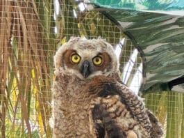 Panhandle Wildlife Rescue Owl