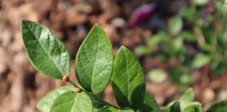 Growing Blueberry Leaves